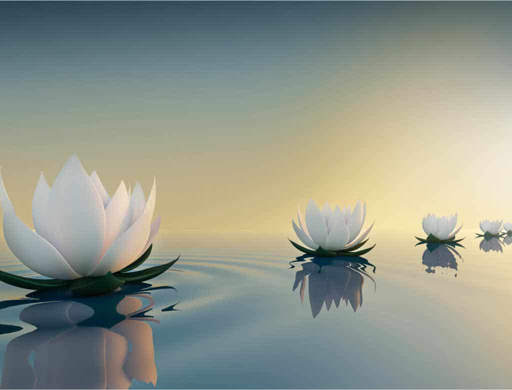 4 lotuses growing in water - an image signifying the Buddha's 4 noble truths