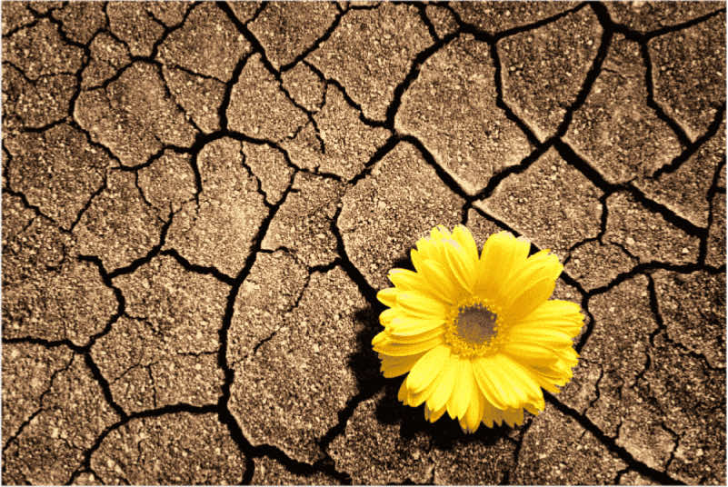 Image of a flower on hard baked earth - a symbol of resilience, which we can apply to meditation practice.