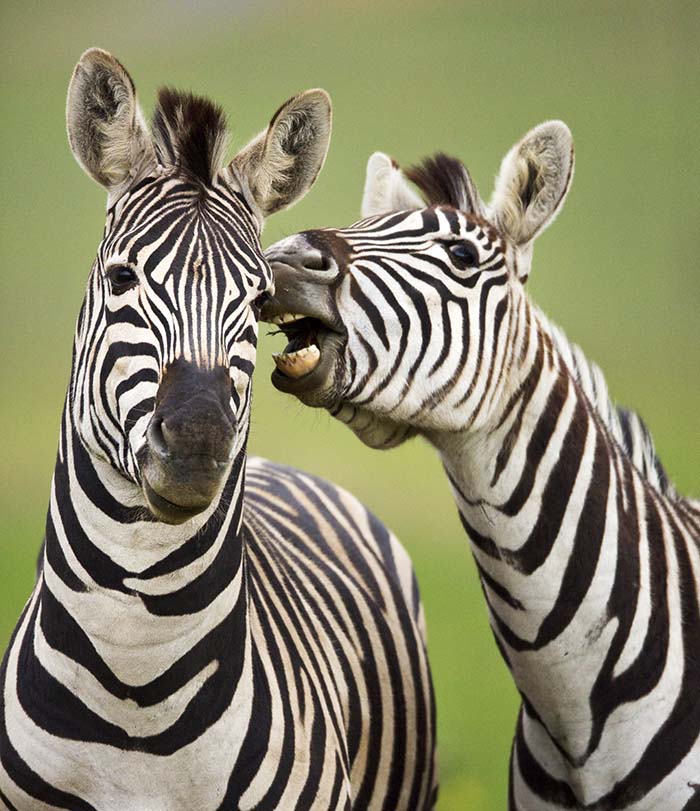 Two zebras are whispering: meditation is a great gift